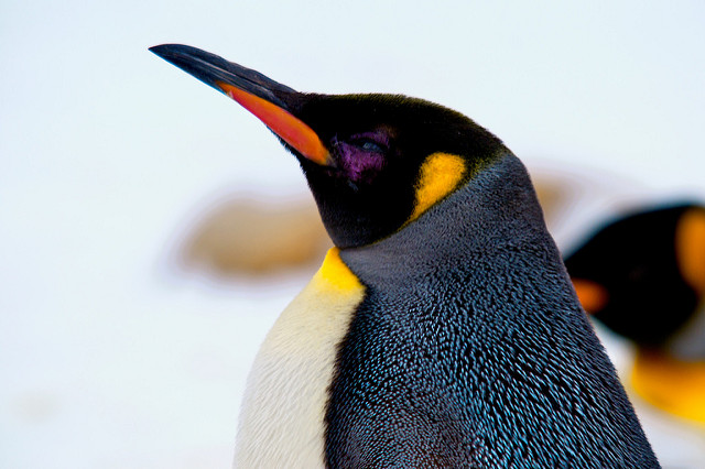 google penguin update